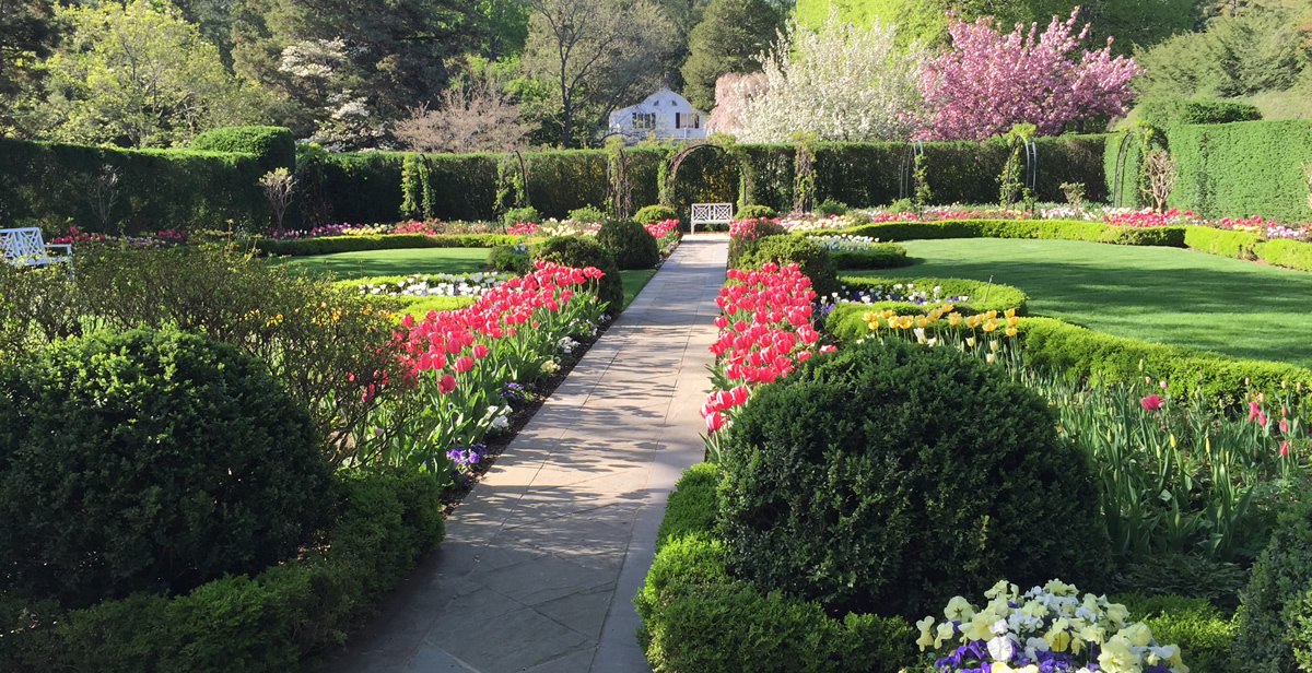 tulip garden